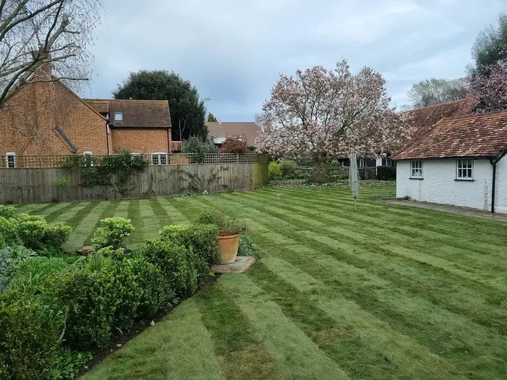 Freshly striped lawn with clipped box hedging and a magnolia in bloom